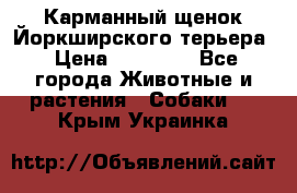 Карманный щенок Йоркширского терьера › Цена ­ 30 000 - Все города Животные и растения » Собаки   . Крым,Украинка